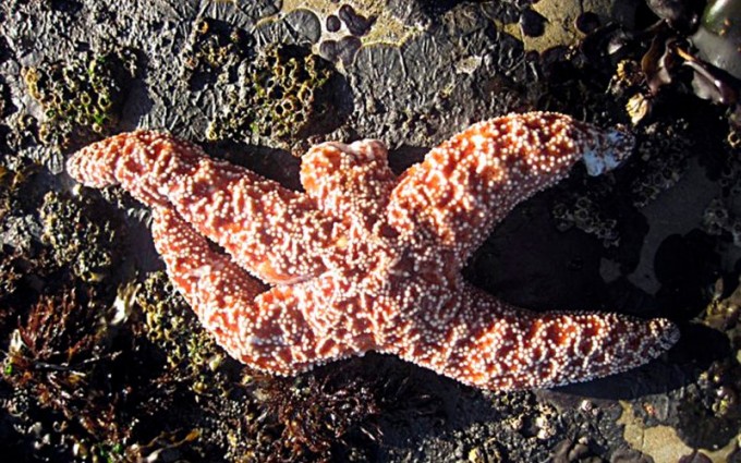 melting starfish