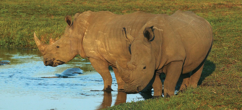 lewa-wildlife-conservancy-rhinos