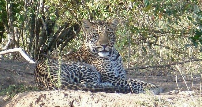 sosian-ranch-large_leopard